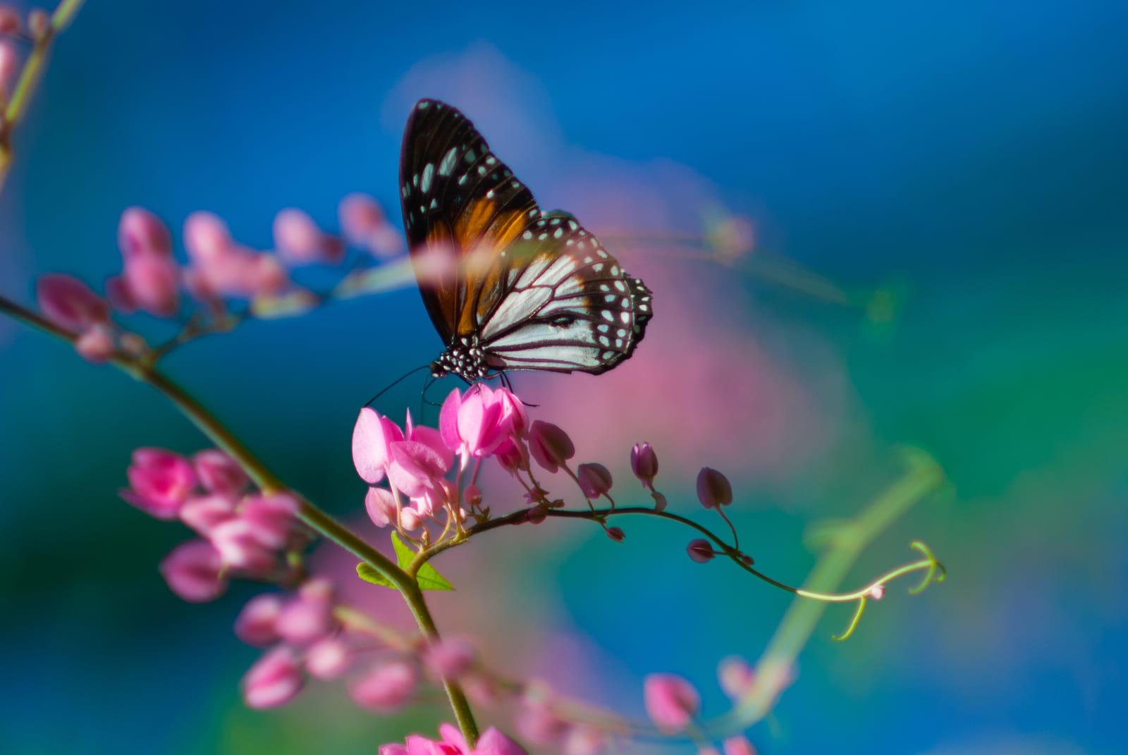 一只斑蝶停在粉红色的花串上，背景是蓝绿色的虚化。